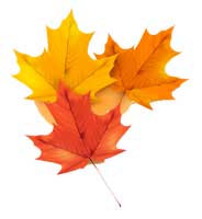 3 colourful maple leaves